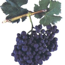 Черенки винограда ранних сортов 