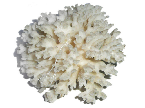 Полипы коралловые