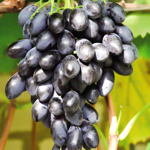 Черенки винограда средних сортов созревания 