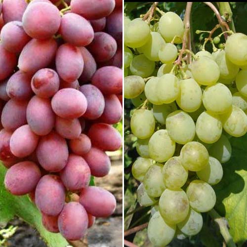 Саженцы винограда винных сортов