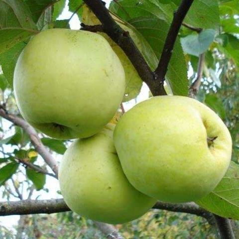 Черенки яблони 