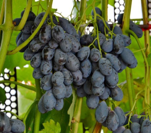Саженцы винограда средних сортов 