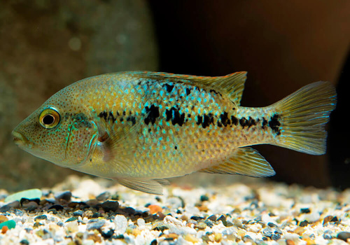 Рыбка херихтис бартона