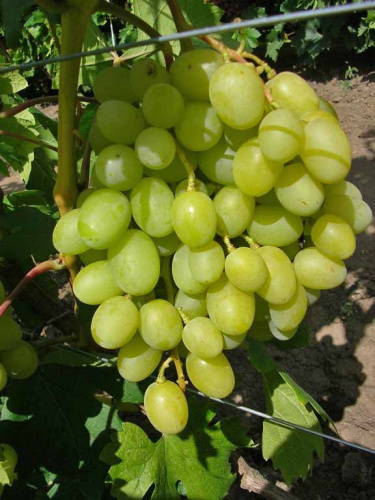 Саженцы винограда сверхранних сортов