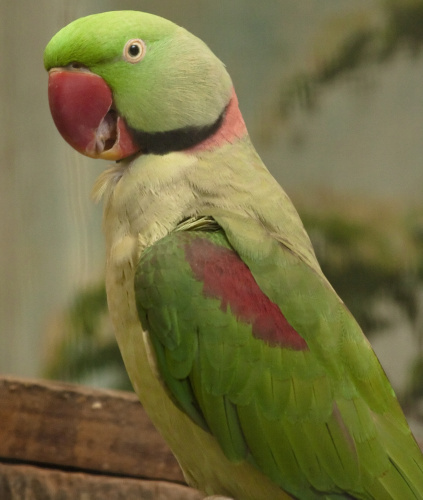 Большой кольчатый попугай