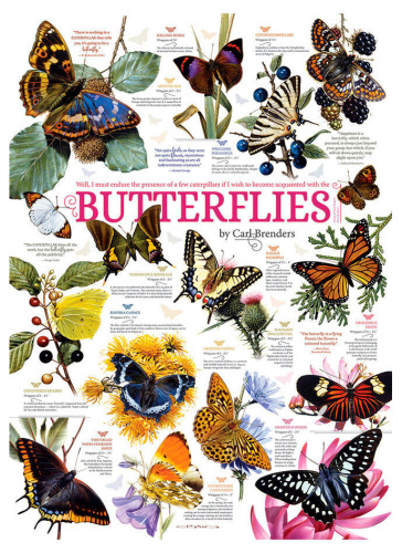 Коллекции бабочек 
