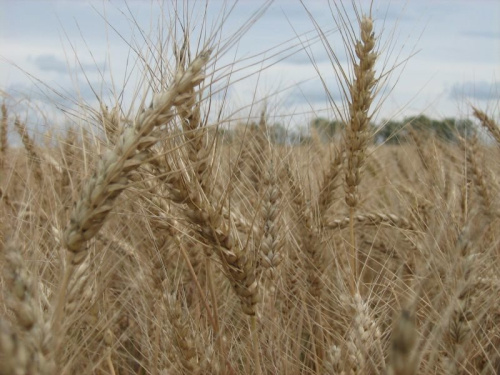 Пшеница озимая 