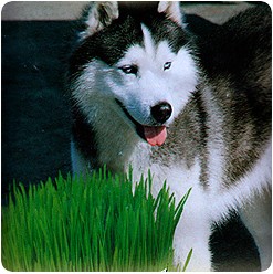 Трава для собак