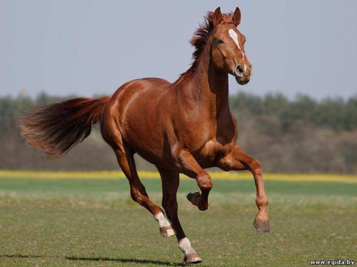 Лошадь мекленбургская