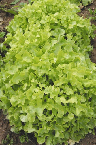 Салат листовой 