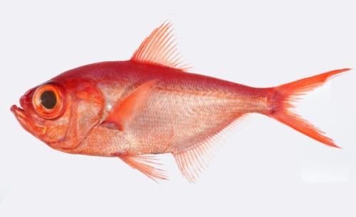 Рыбка Альфонсино берикс 