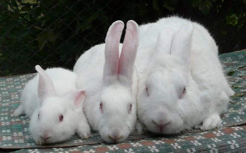 Кролики-бройлеры 