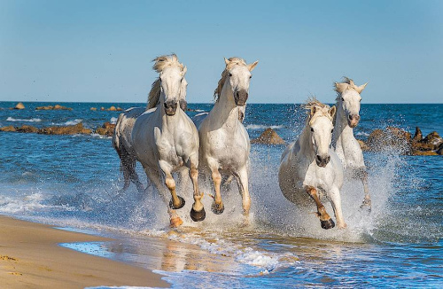 Лошади владимирские
