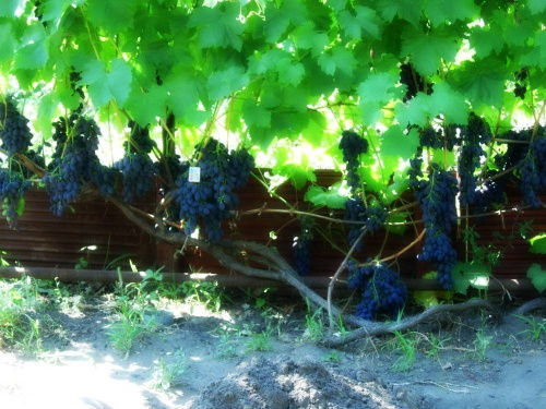 Черенки винограда очень ранних сортов 