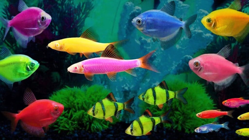 Рыбка хаплохромис