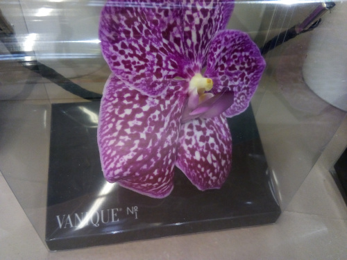 Орхидеи декоративные 