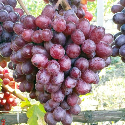 Черенки винограда поздних сортов 