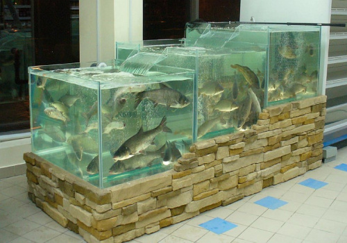 Аквариумы для продажи живой рыбы