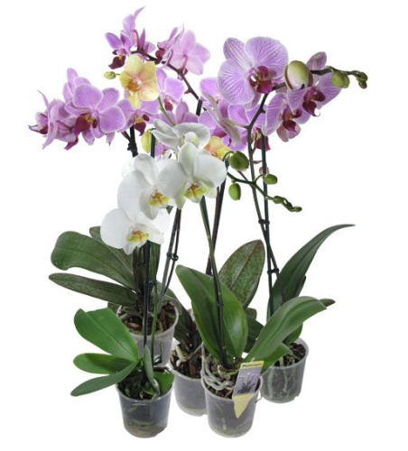 Орхидеи подземные 