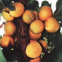 Саженцы абрикоса 
