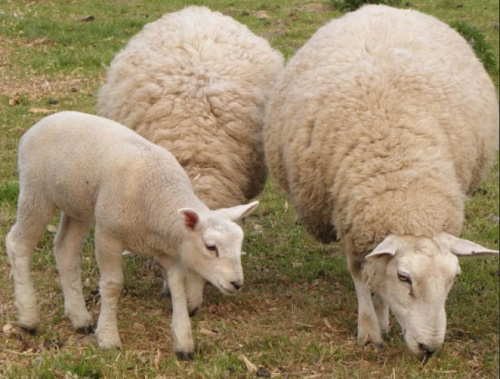 Цигайские овцы 