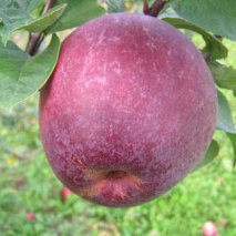 Яблоки Лобо
