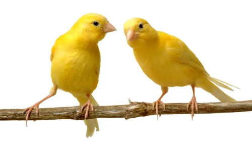 Птицы певчие другие