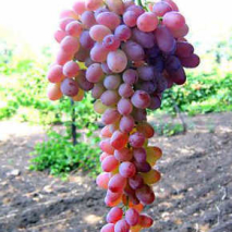 Саженцы винограда кишмишных сортов 