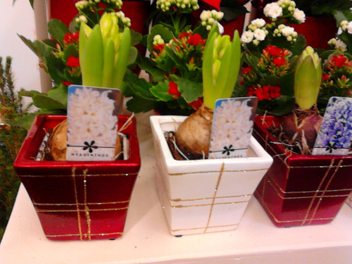 Цветы гиацинты